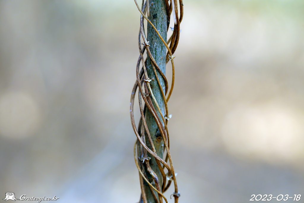 Paederia foetida stem