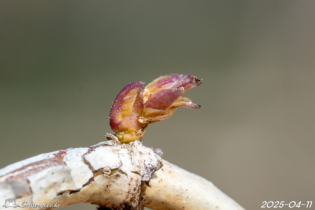 Paederia foetida winter