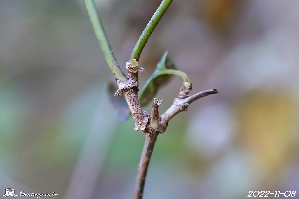 Paederia foetida winter