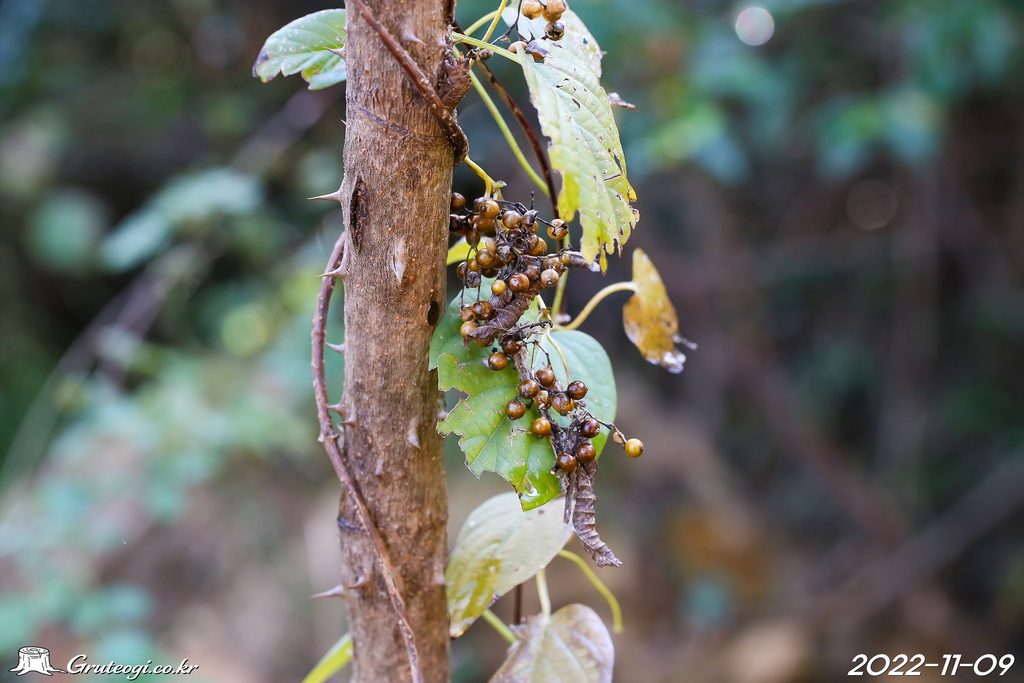 Paederia foetida winter