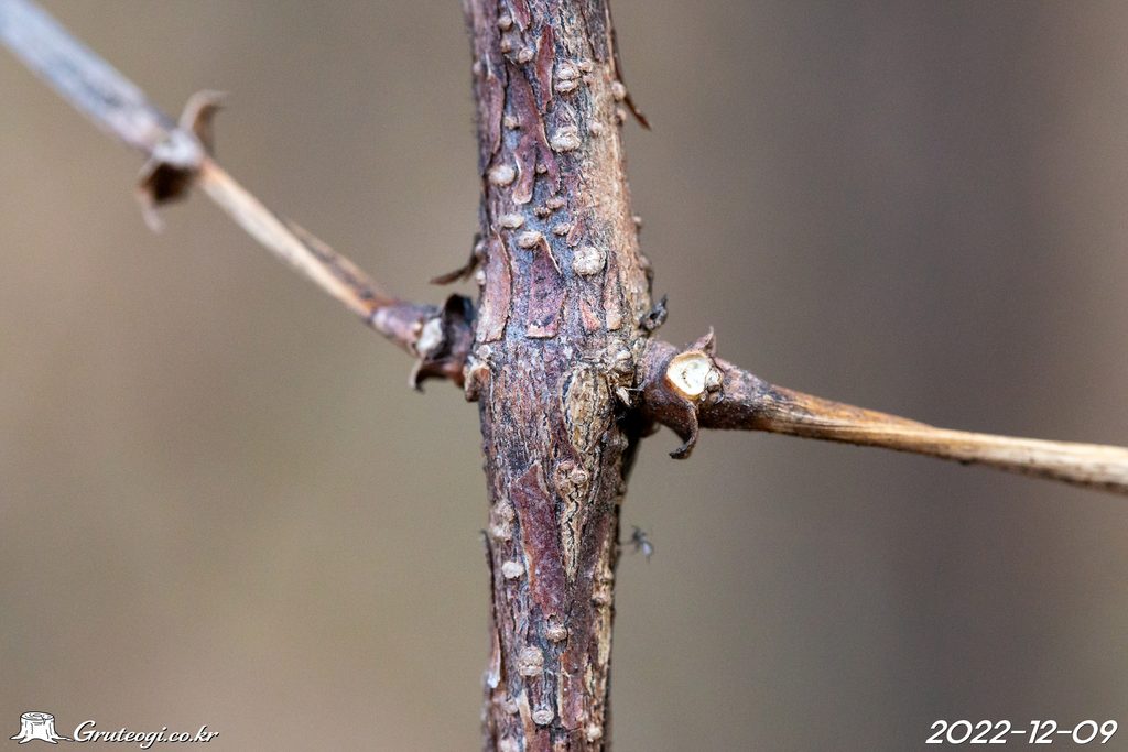Paederia foetida winter