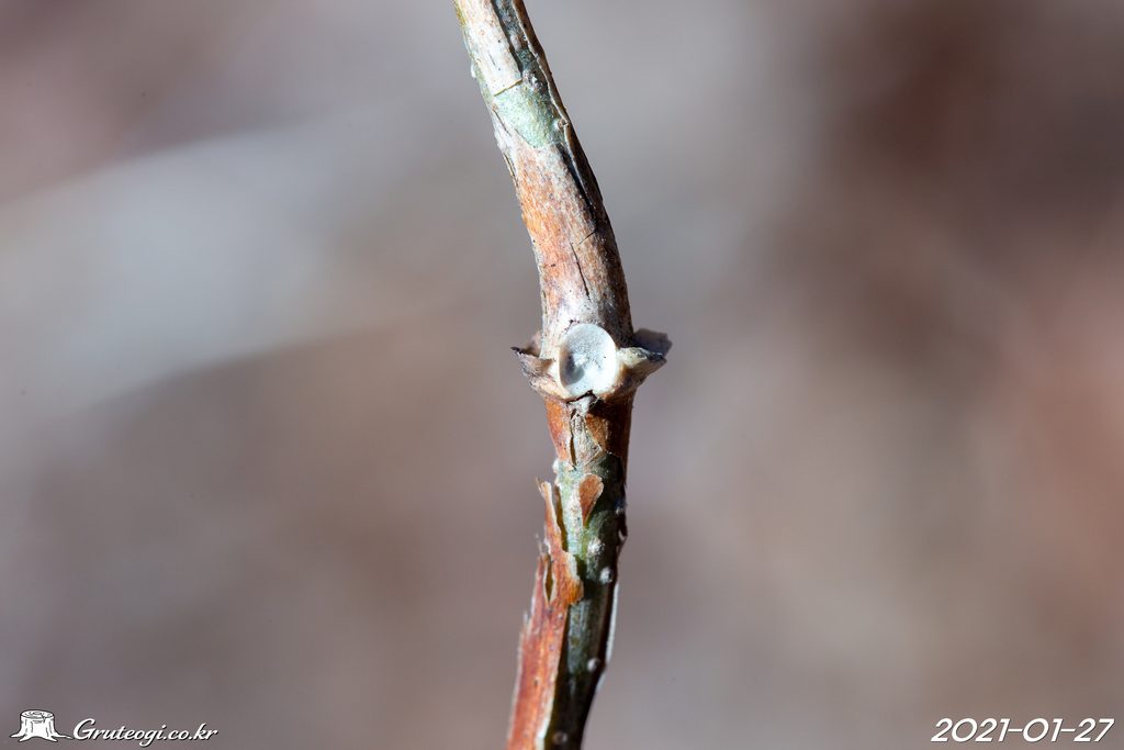 Paederia foetida winter