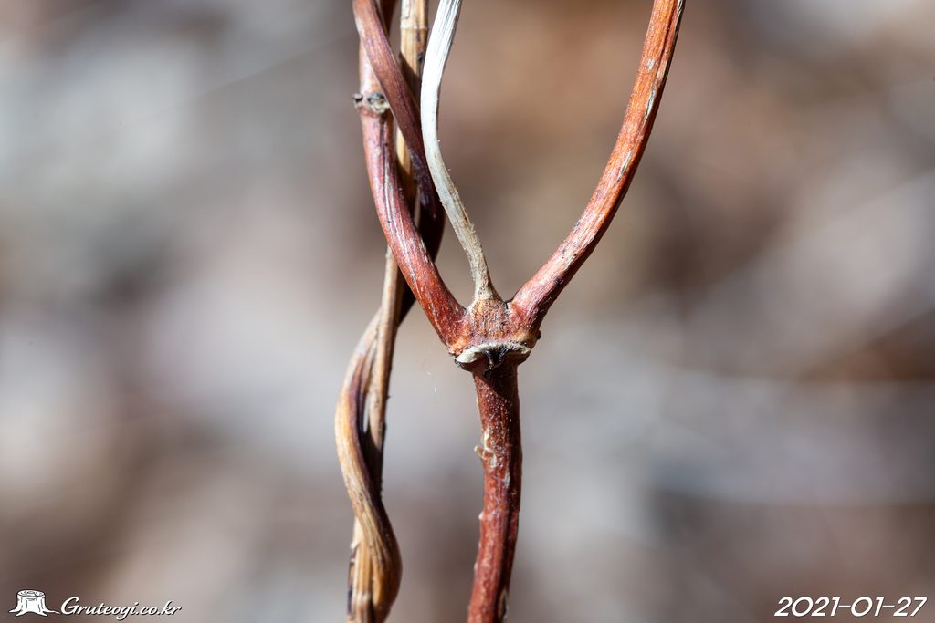 Paederia foetida winter