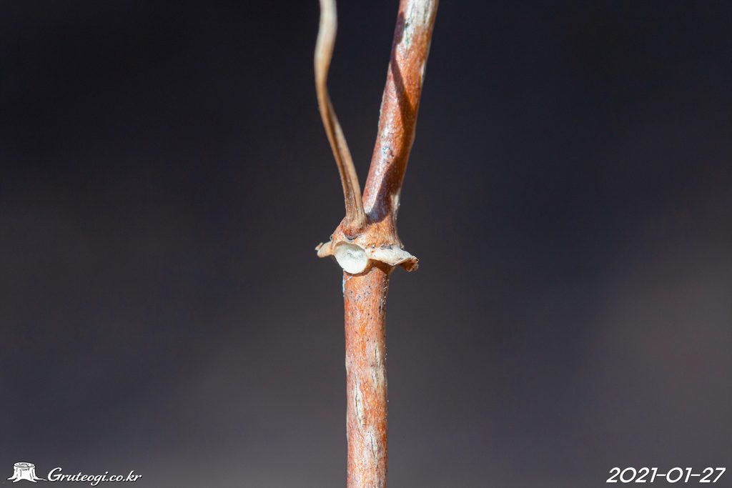 Paederia foetida winter