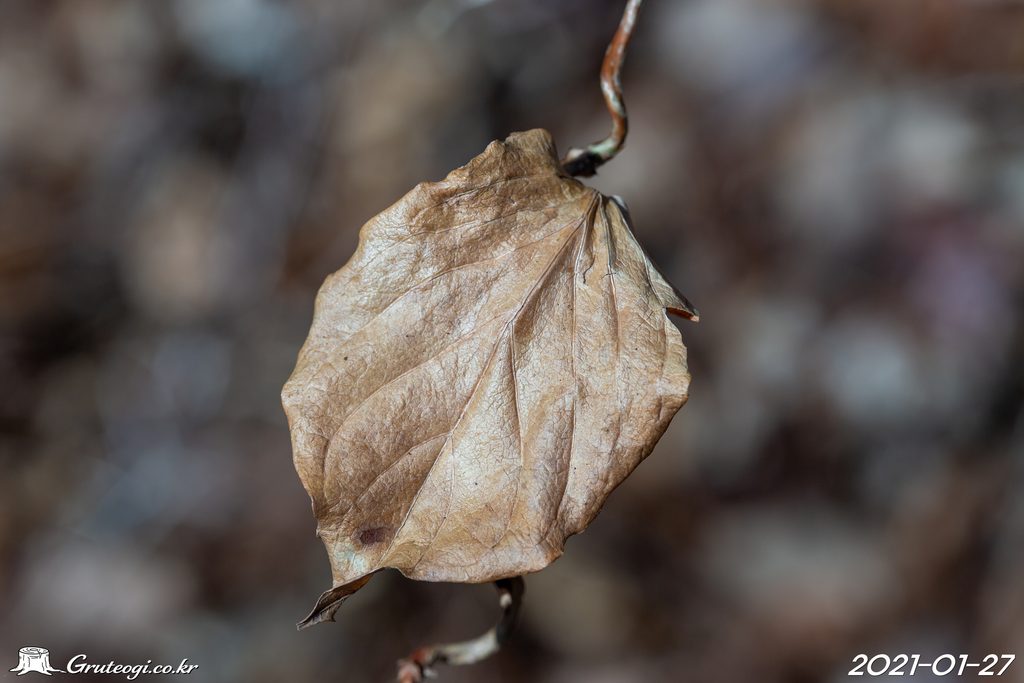 Paederia foetida winter