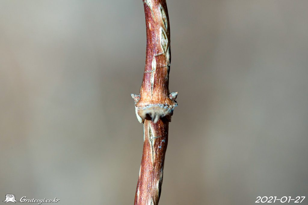 Paederia foetida winter