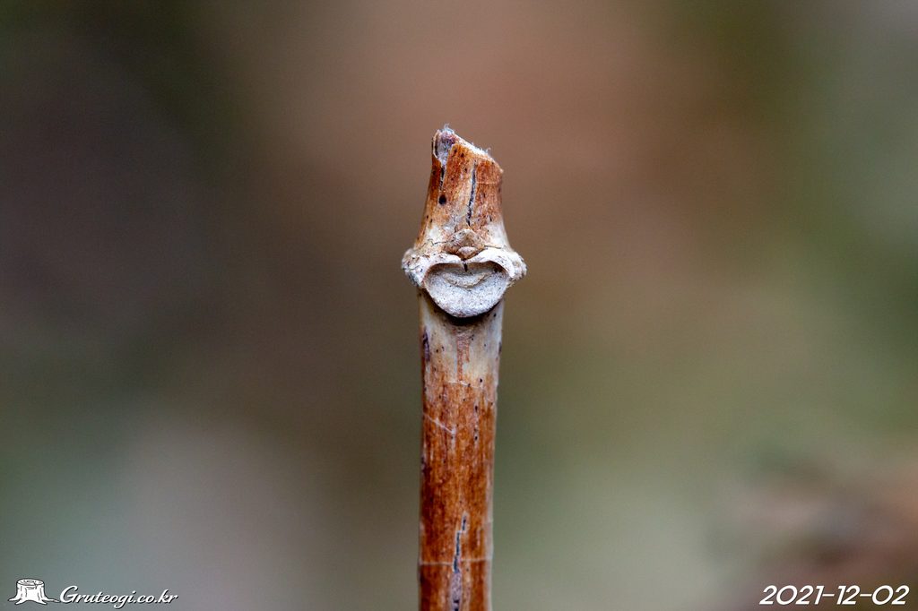 Paederia foetida winter