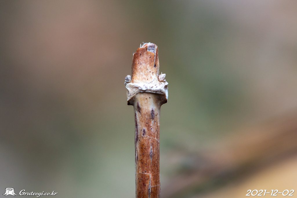 Paederia foetida winter