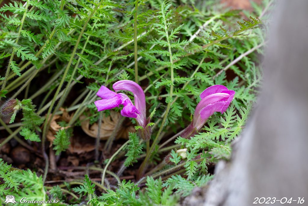 Pedicularis ishidoyana flower