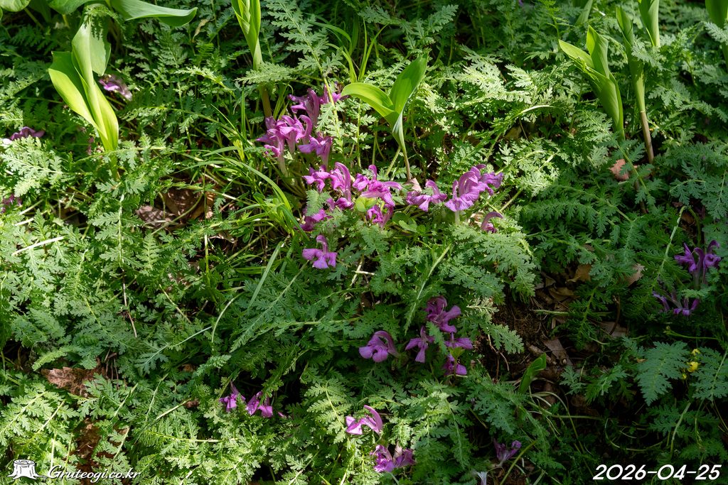 Pedicularis ishidoyana flower
