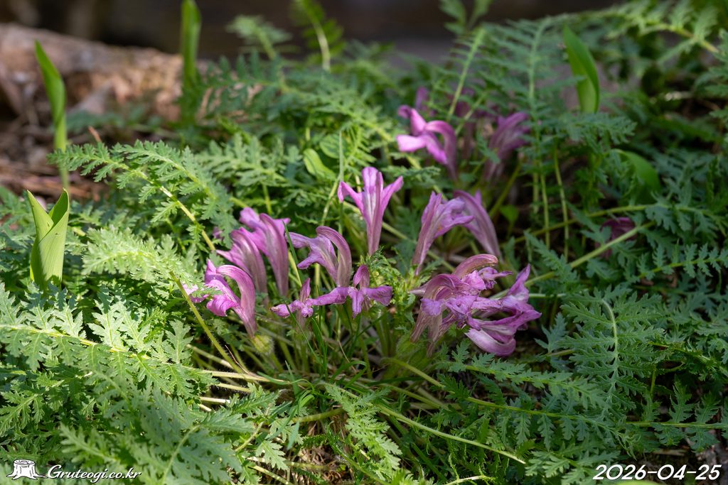Pedicularis ishidoyana flower