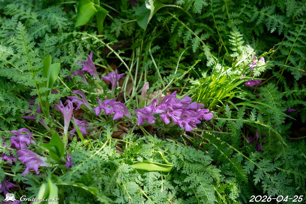 Pedicularis ishidoyana flower
