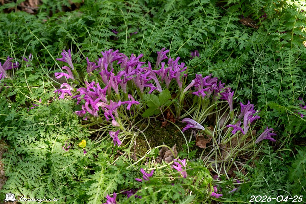 Pedicularis ishidoyana flower