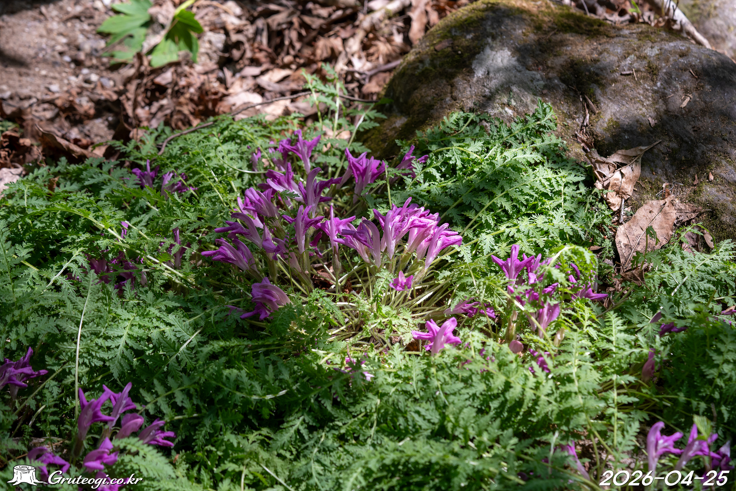 애기송이풀 Pedicularis ishidoyana Koidz. & Ohwi