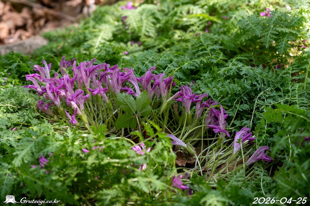 Pedicularis ishidoyana flower