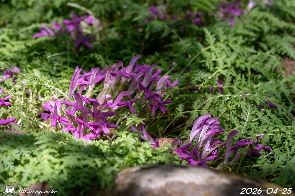 Pedicularis ishidoyana flower