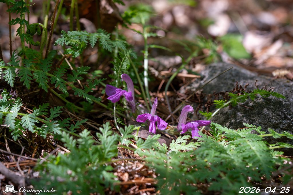 Pedicularis ishidoyana flower