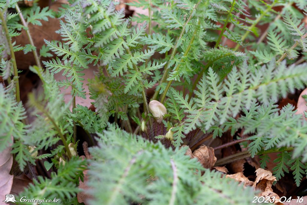 Pedicularis ishidoyana flower