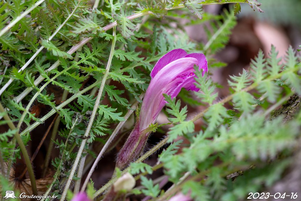 Pedicularis ishidoyana flower