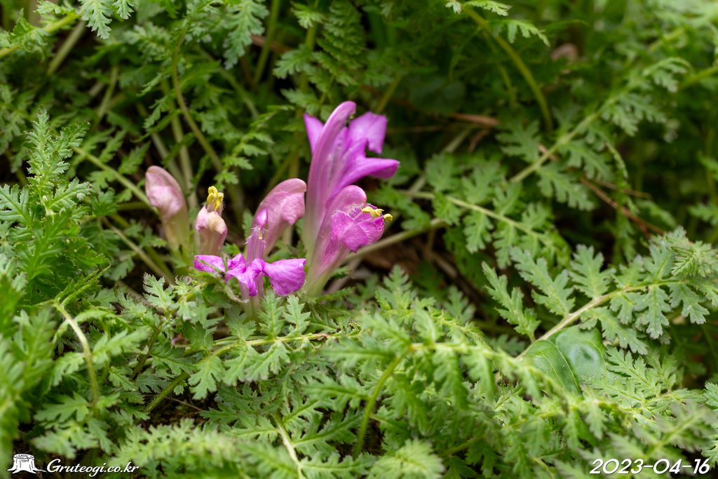 Pedicularis ishidoyana flower