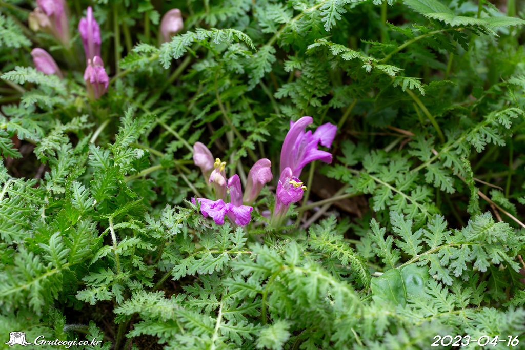 Pedicularis ishidoyana flower