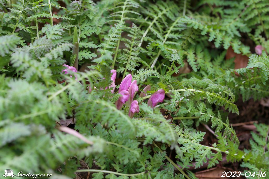 Pedicularis ishidoyana flower