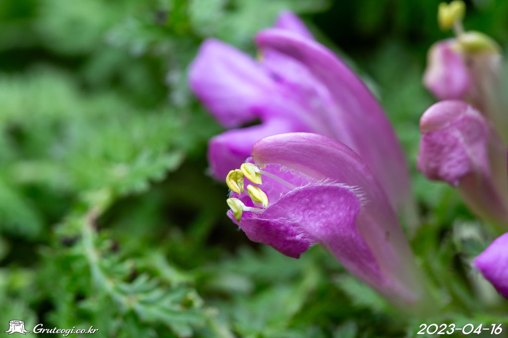 Pedicularis ishidoyana flower