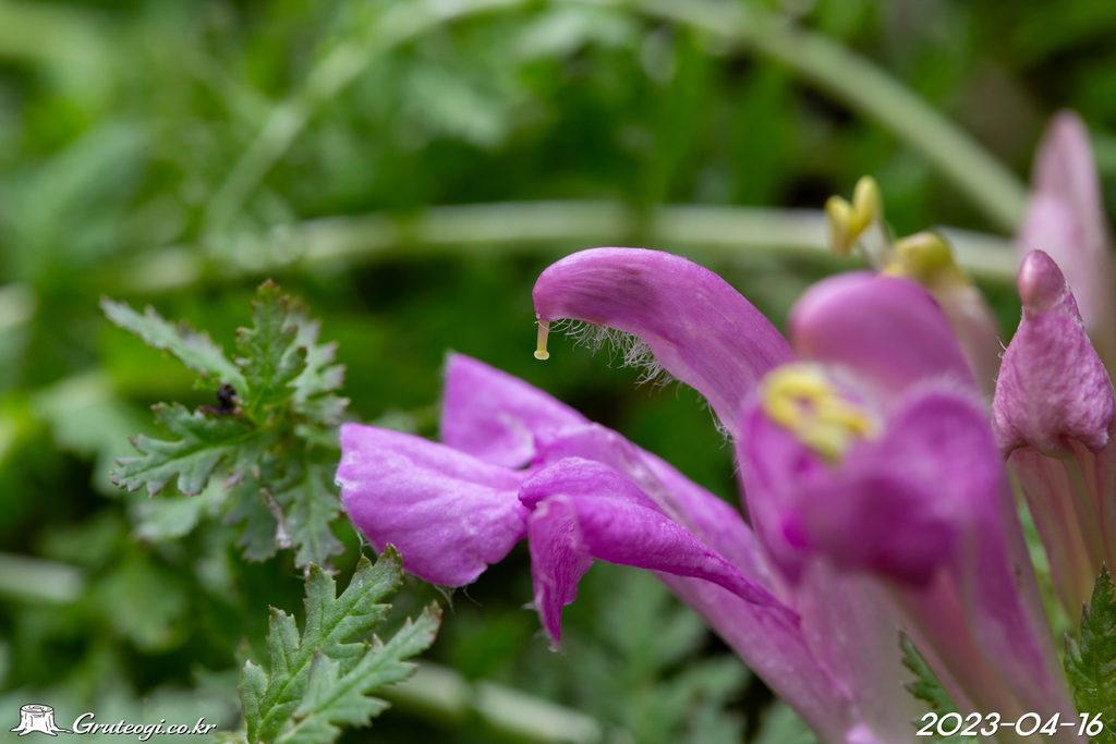 Pedicularis ishidoyana flower