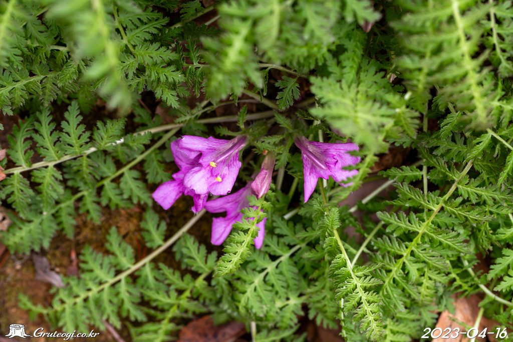 Pedicularis ishidoyana flower