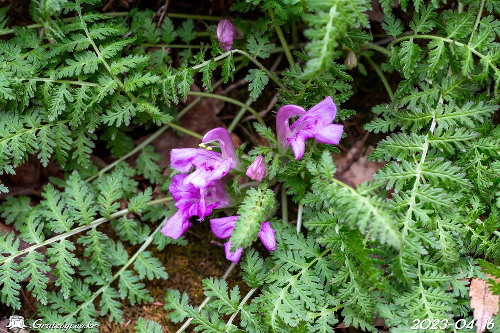 Pedicularis ishidoyana flower main