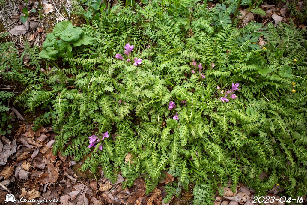 Pedicularis ishidoyana habit