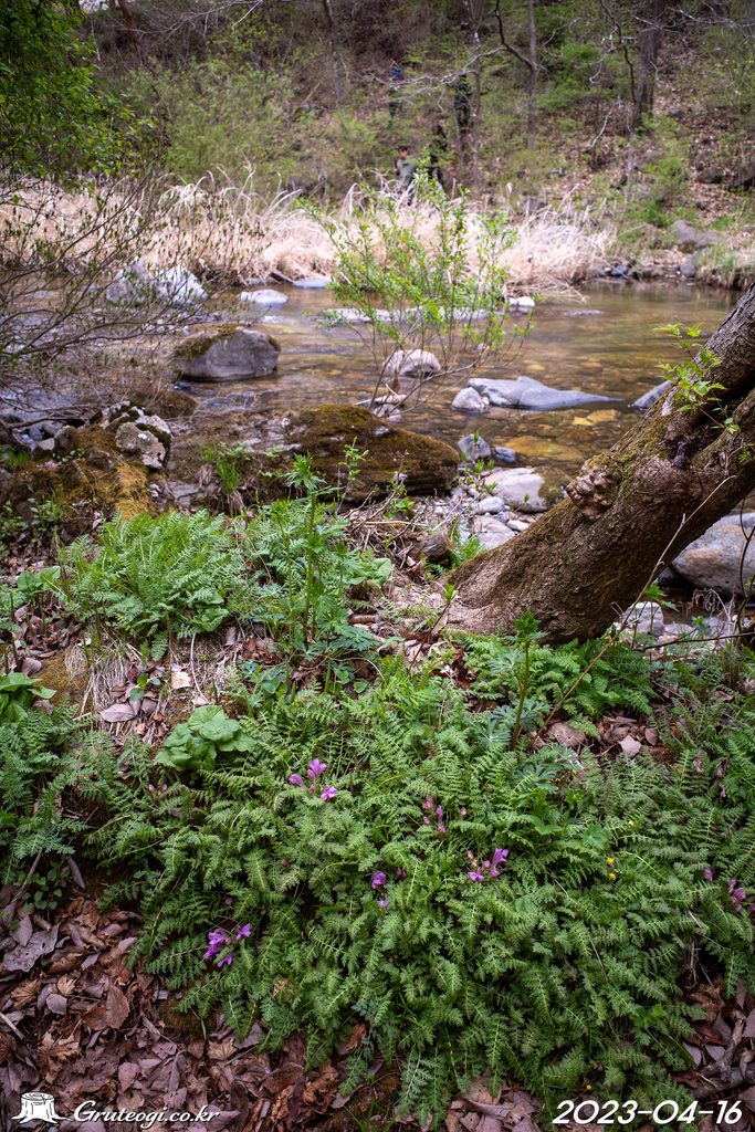 Pedicularis ishidoyana habit