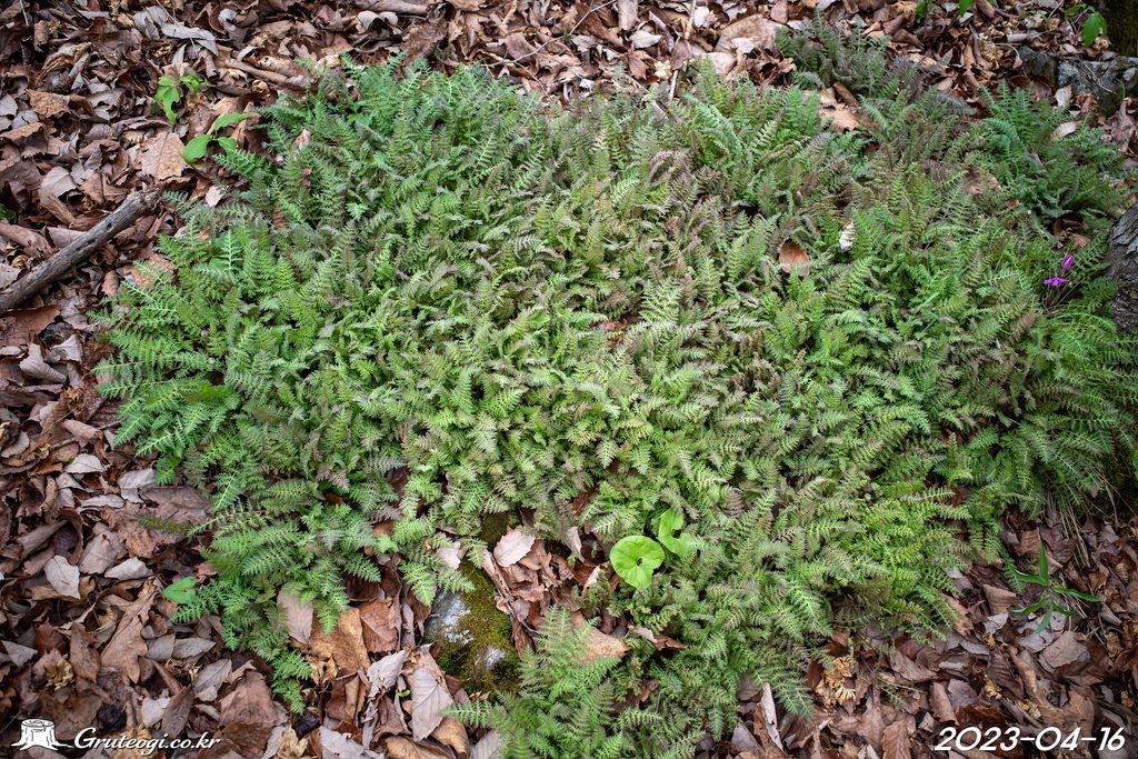 Pedicularis ishidoyana leaf