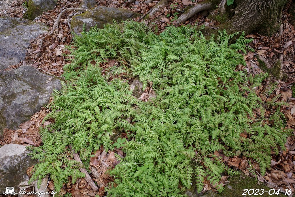Pedicularis ishidoyana leaf