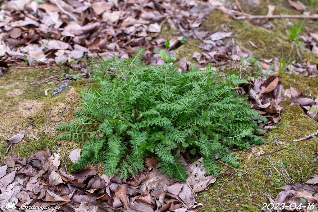 Pedicularis ishidoyana leaf