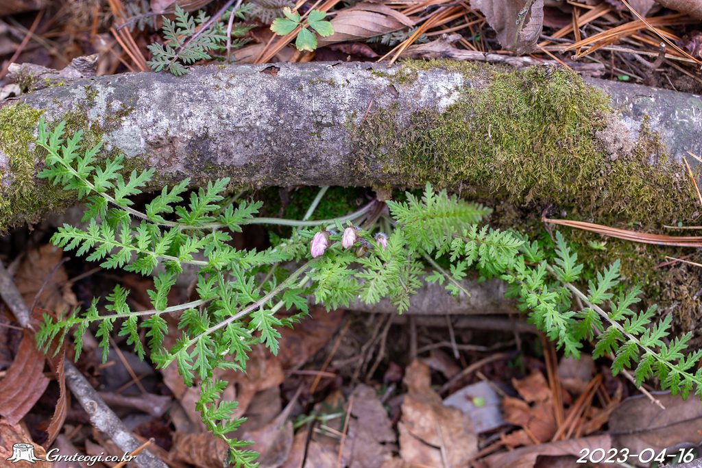 Pedicularis ishidoyana leaf