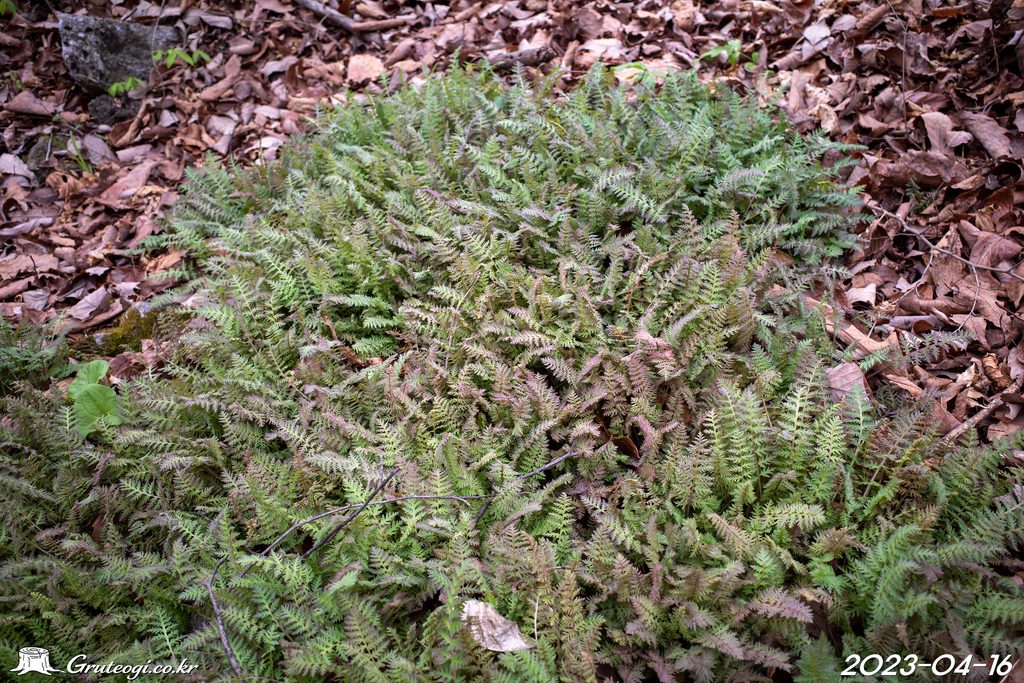 Pedicularis ishidoyana leaf