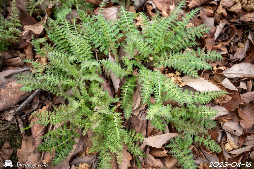 Pedicularis ishidoyana leaf