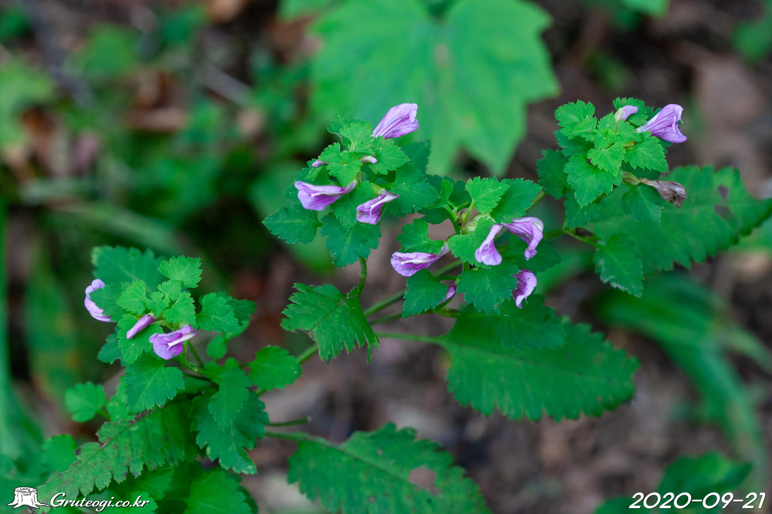 Pedicularis resupinata flower