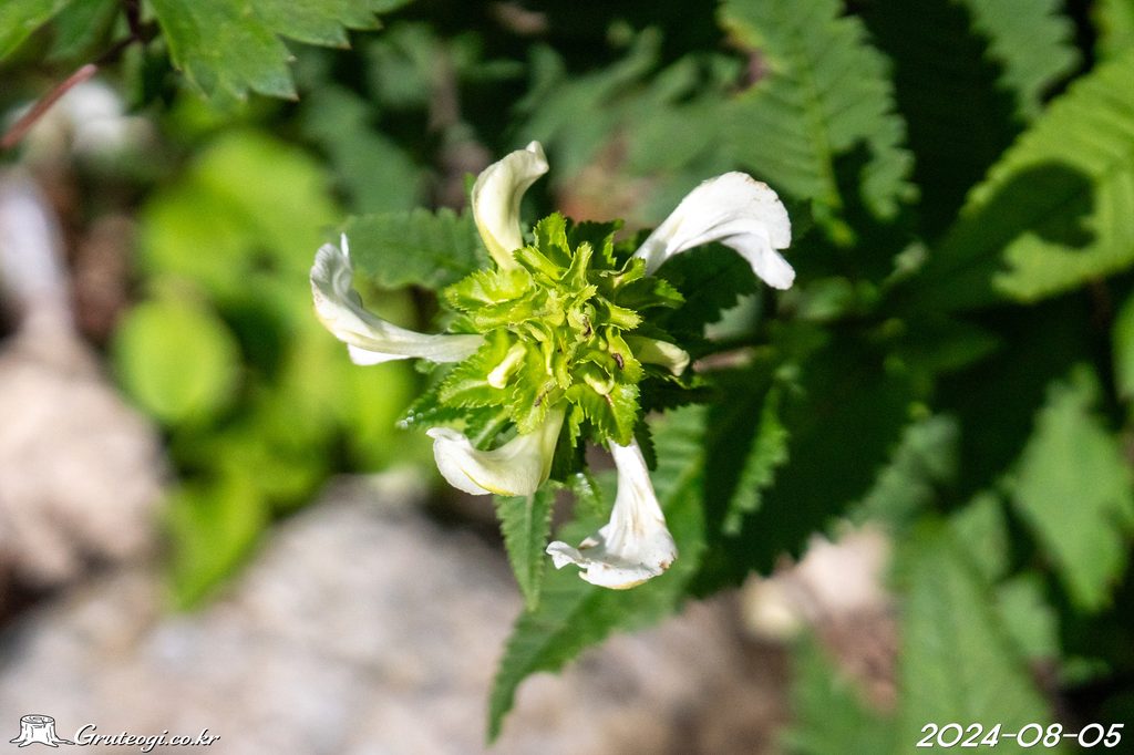 Pedicularis resupinata flower