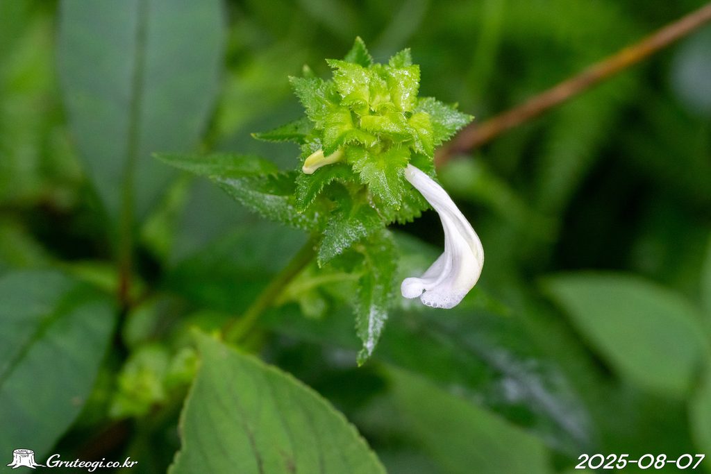 Pedicularis resupinata flower