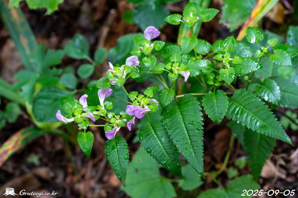 Pedicularis resupinata flower