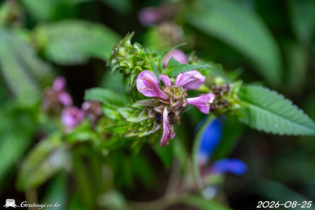 Pedicularis resupinata flower