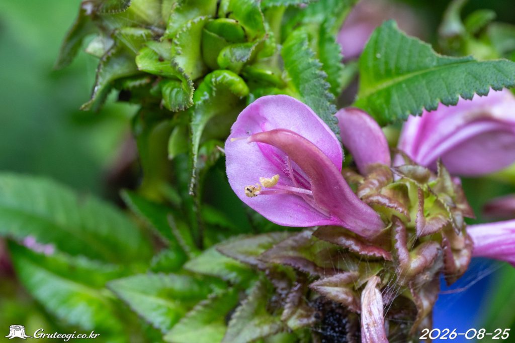 Pedicularis resupinata flower