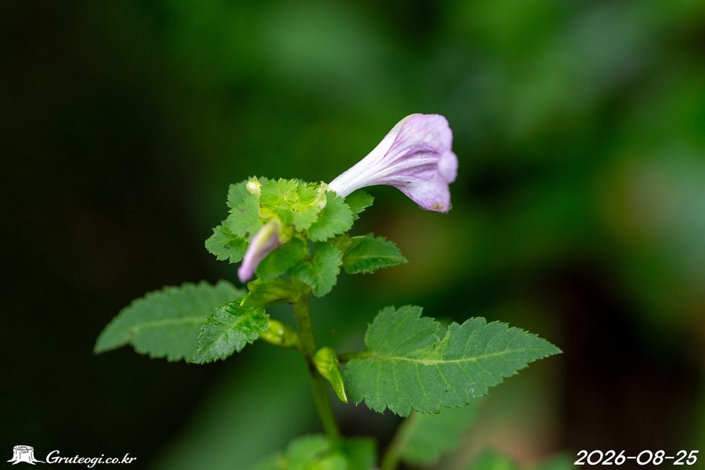 Pedicularis resupinata flower