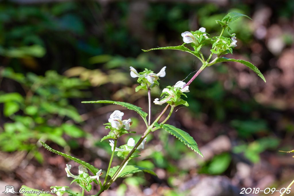 Pedicularis resupinata flower