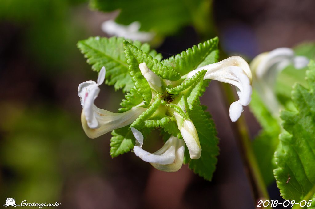 Pedicularis resupinata flower
