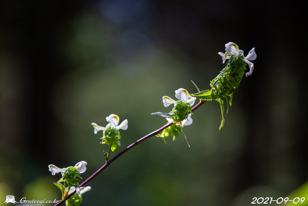 Pedicularis resupinata flower