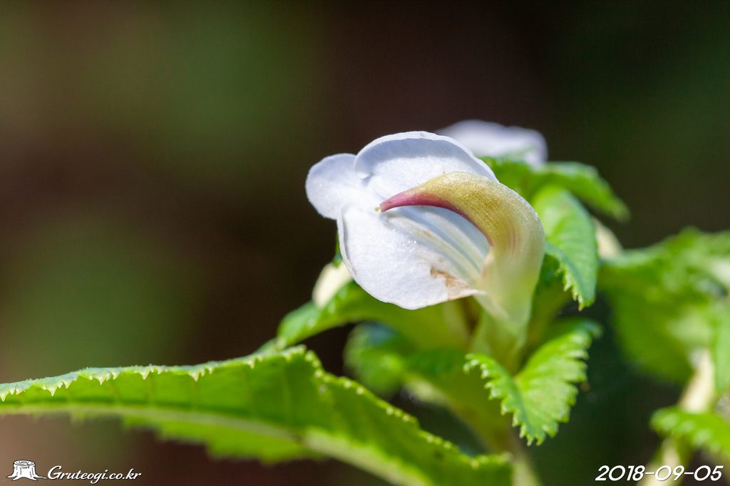 Pedicularis resupinata flower