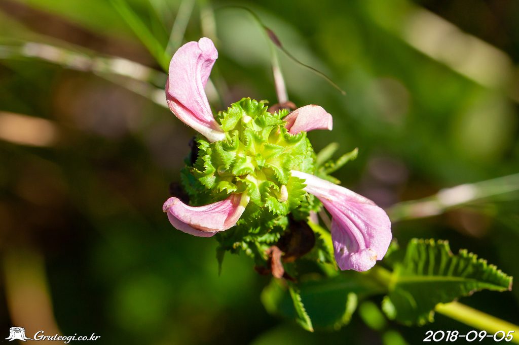 Pedicularis resupinata flower